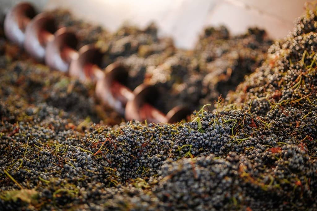 Freshly harvested grapes