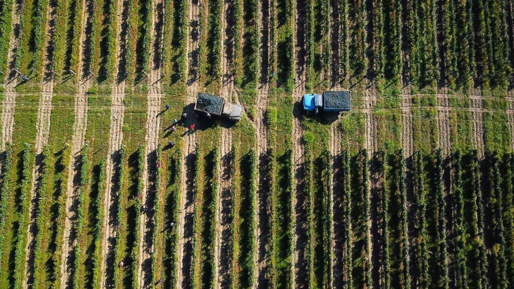 Harvest among the vines