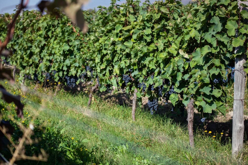 Vineyard grapes